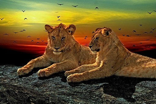 Львы являются наблюдателями и хранителями заповедника Sibuya Game Reserve.