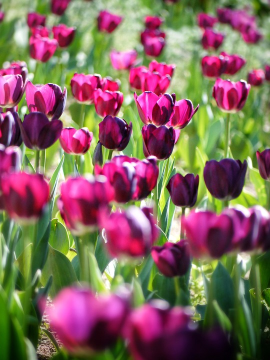 https://pixabay.com/ru/photos/tulipa-тюльпан-цветы-весна-природа-366661/