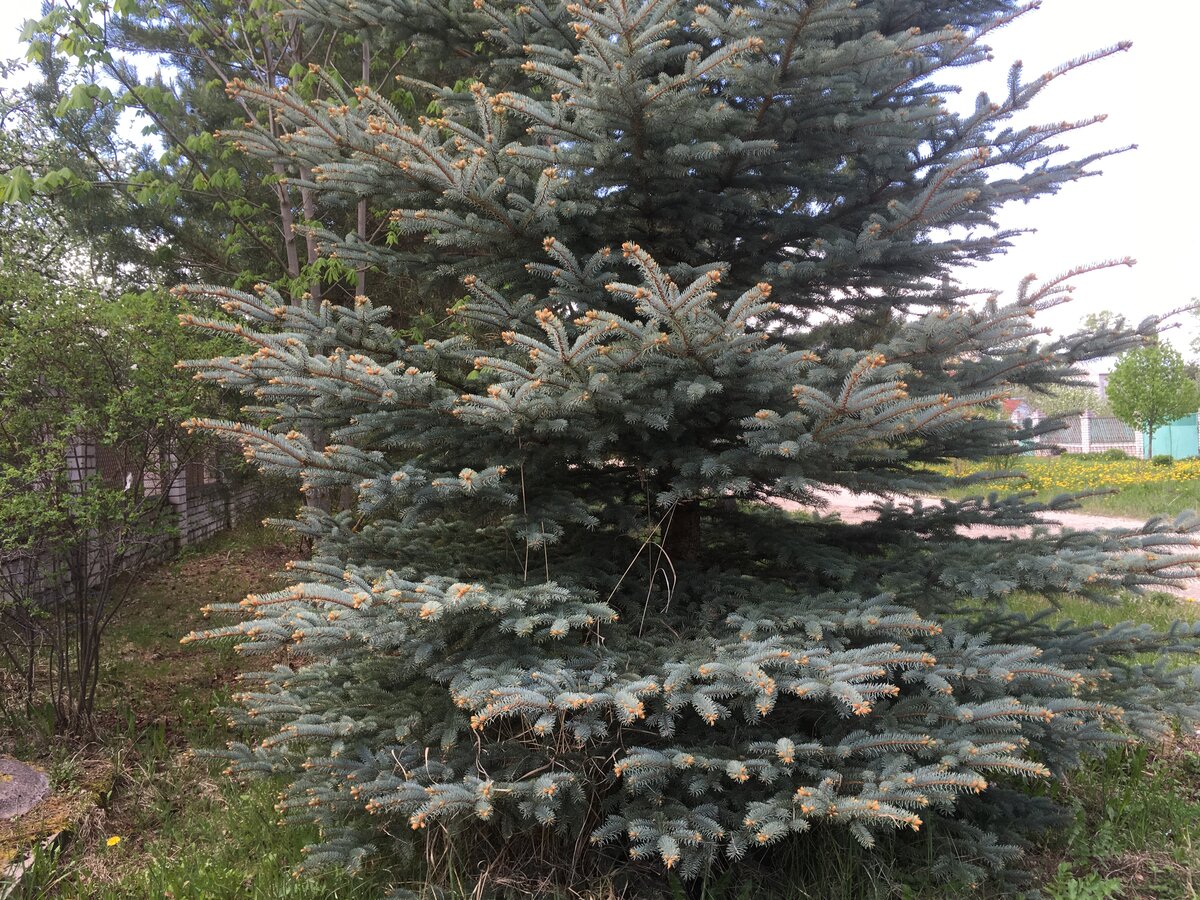 Ель Мейера (Picea meyeri)