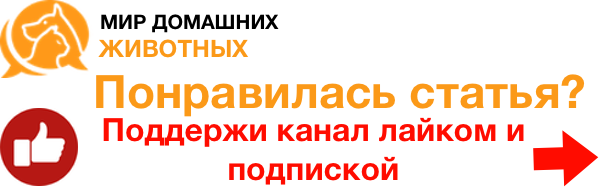 Почему нельзя фотографировать кошек: вред для глаз, ухудшение энергетики