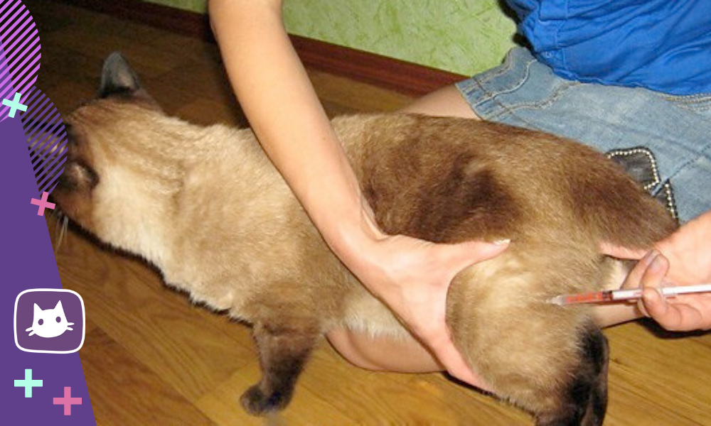 Как поставить укол кошке внутримышечно