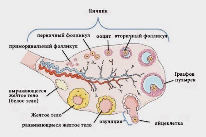 Цикл образования яйцеклетки