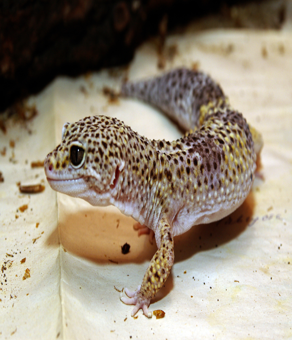 http://zoo.kharkov.ua/ru/news/14-avgusta-vsemirnyy-den-yashchericy