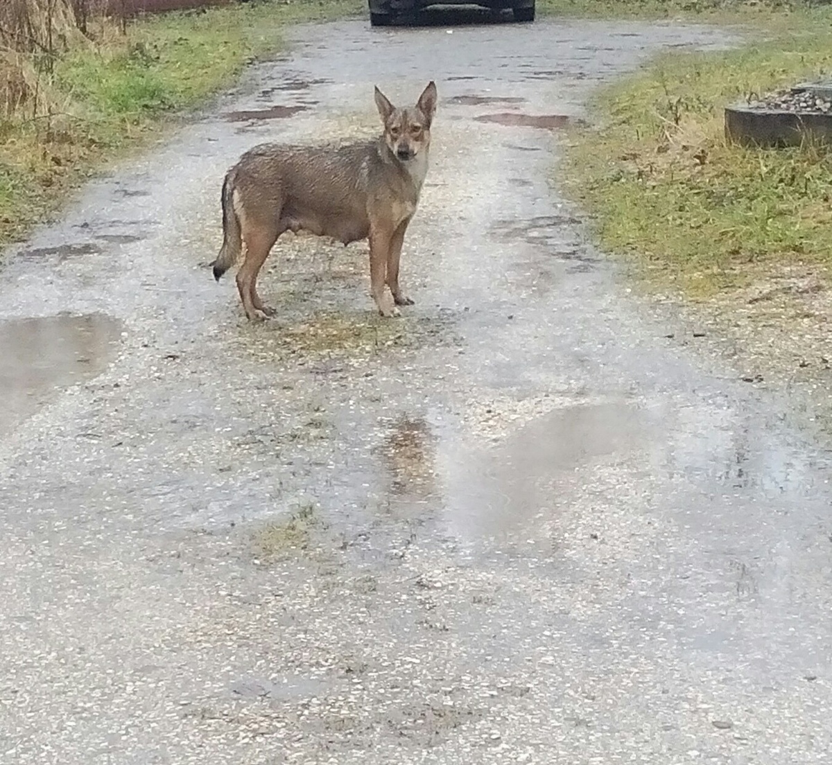 Источник фото группа в ВК Право на жизнь.Город Чусовой.