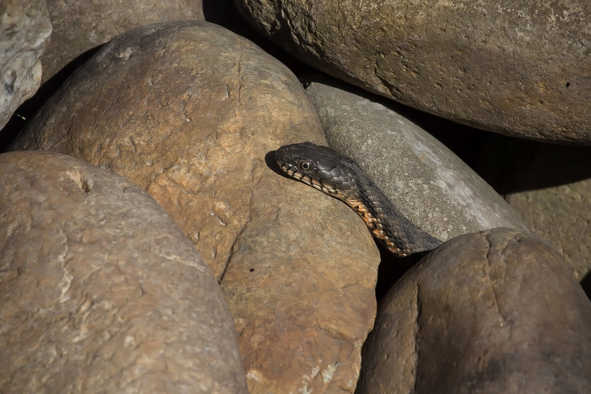 Водяные уже греются на каменной насыпи.