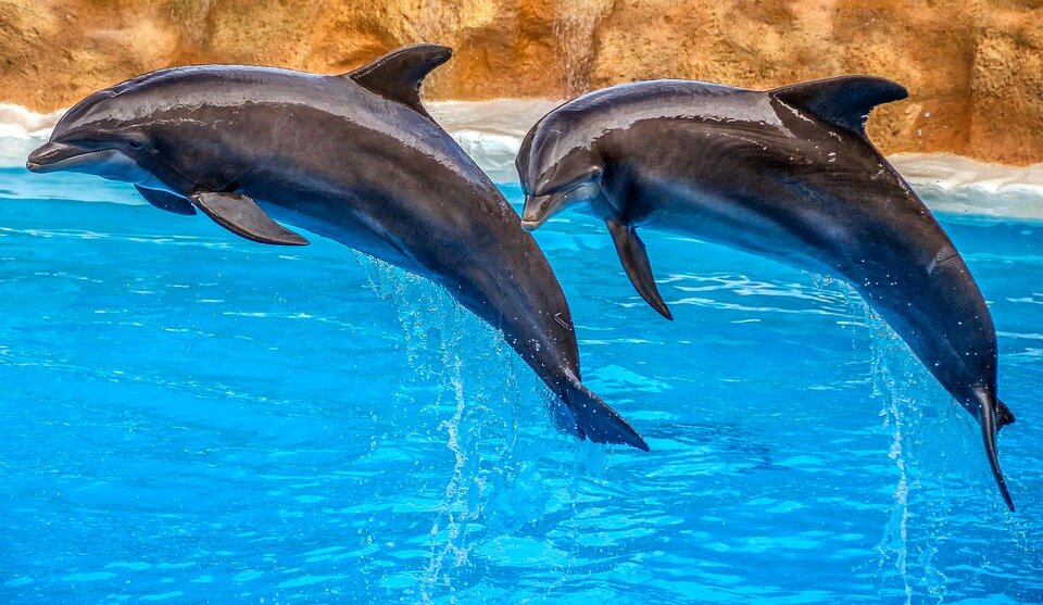 Источник: pixabay.com/ru/photos/дельфины-животных-природы-3769402/