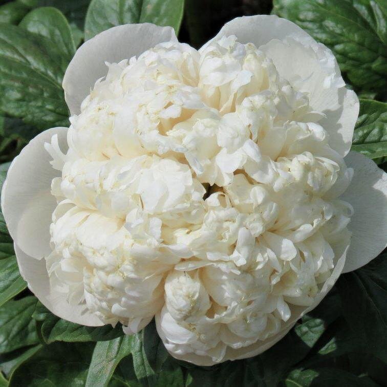 Пион colonel owen cousins. Колонель квинн кузинс пион. Пион colonel owen. Колонель квинн кузинс пион. Пион колонел.