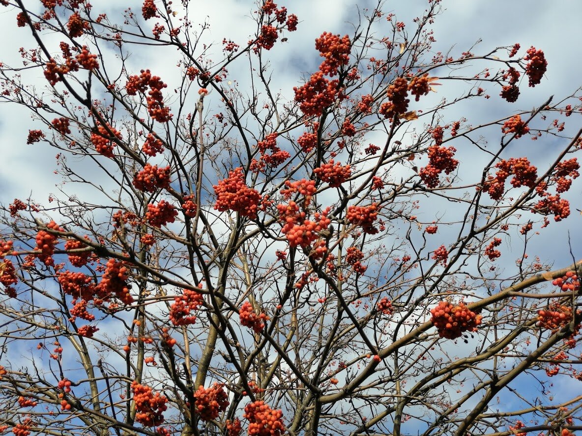 Рябина. Фото Света Давыдова