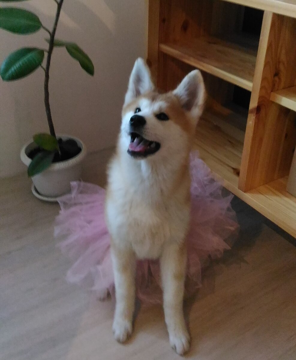 акита йока улыбается