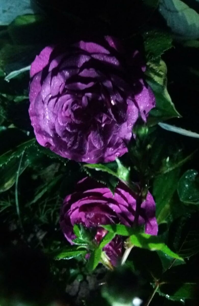 Флорибунда Пёпл Иден. Ночная съемка однажды летом. 