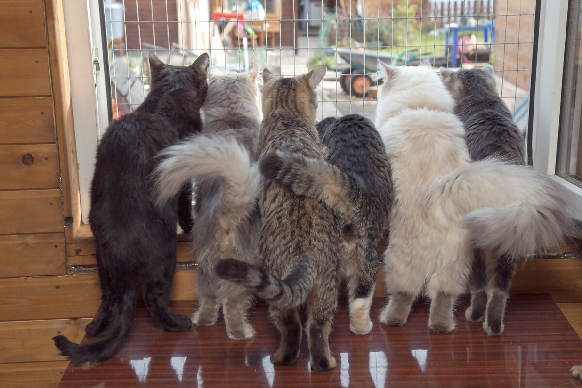 Кошачий приют Киров. Кошачий приют в Новосибирске. Сибирский котёнок из приюта. Приют для кошек Киров. Приюты нск