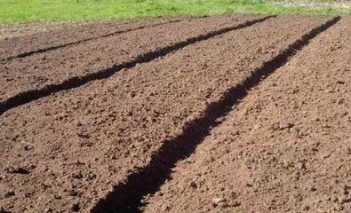 Биологические методы обеззараживания почвы