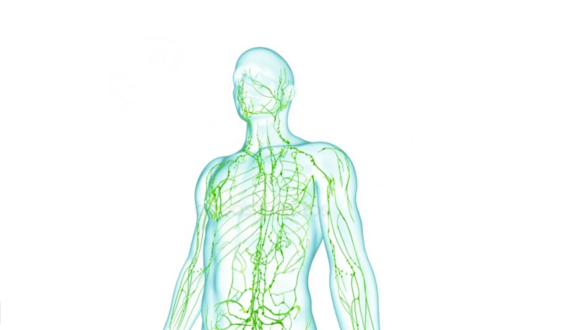 Лимфатической системы рисунок - 86 фото