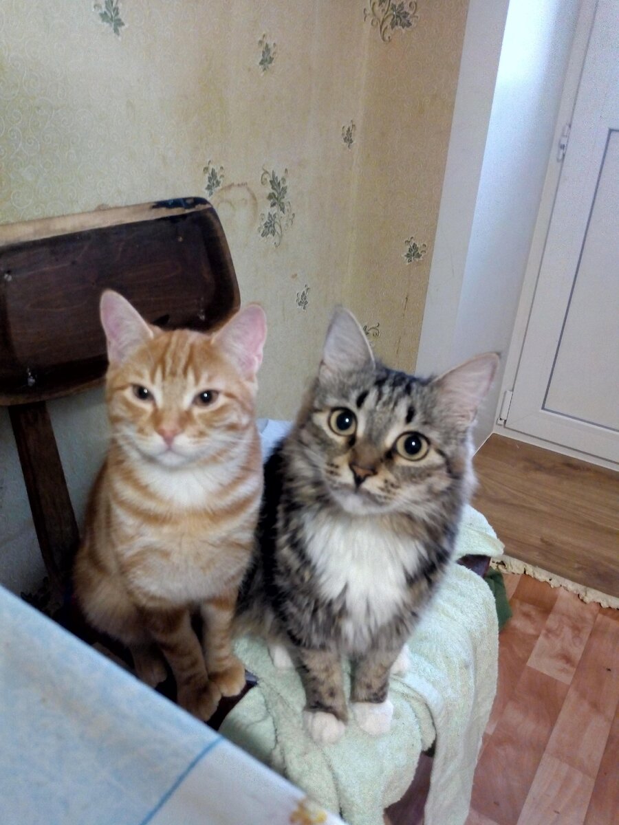 Наши котики