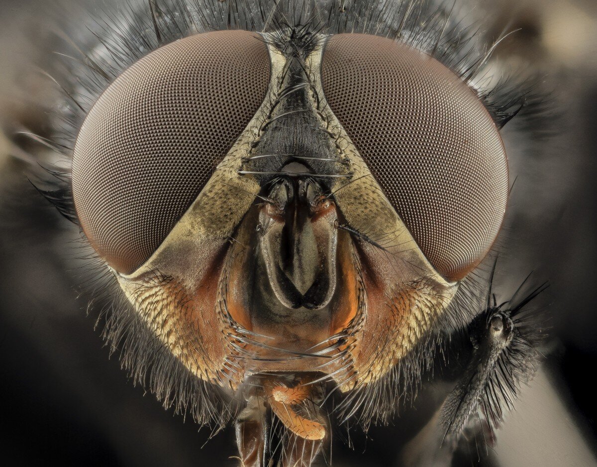 https://c.pxhere.com/photos/e8/7f/eyes_macro_blue_bottle_fly_blowfly_insect_close_up_head_front-1371454.jpg!d