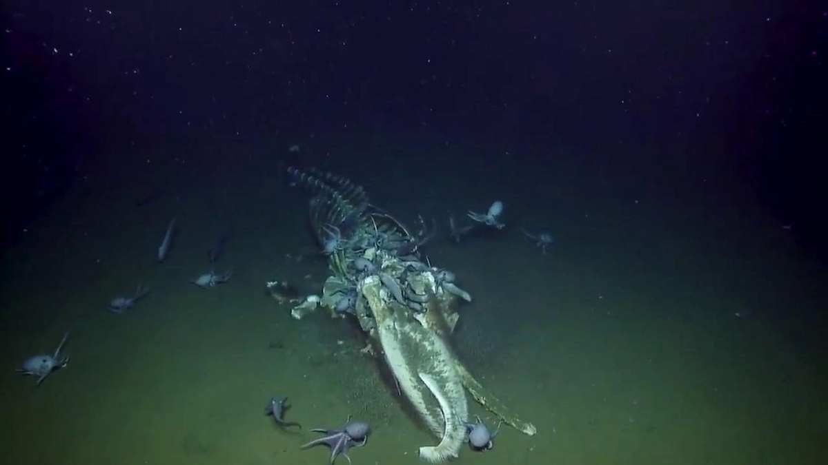 Все самые жуткие вещи происходят либо в Австралии, либо на дне. 