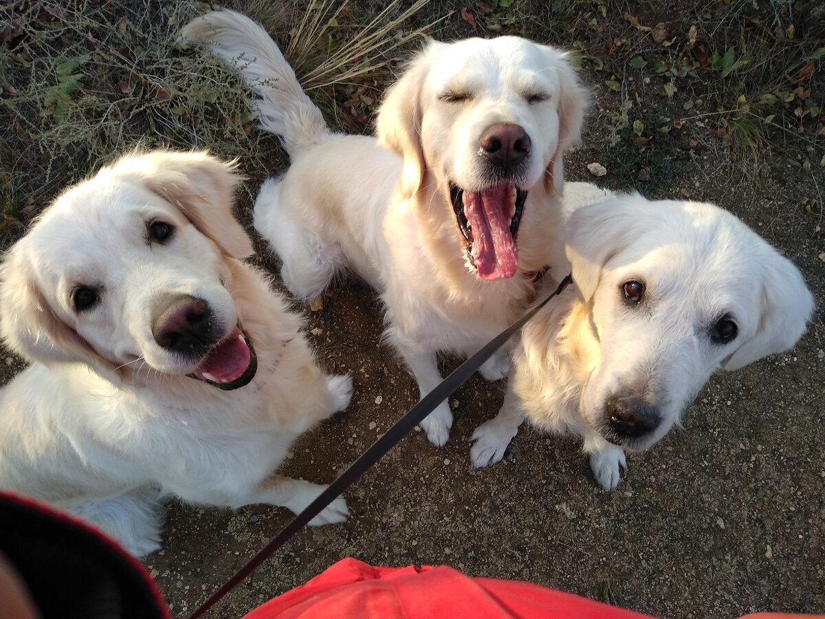 Деля, Ева и Голди на прогулке