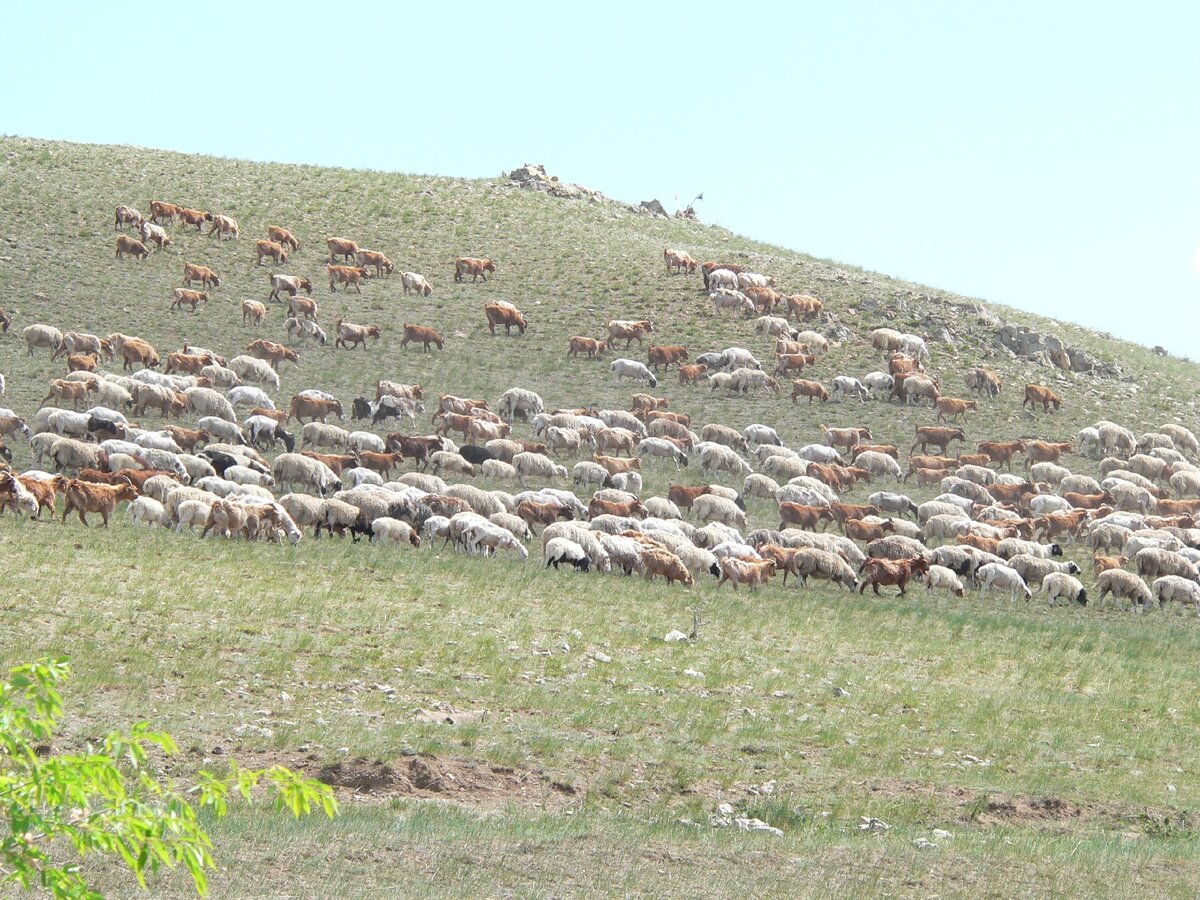 Будущее мясо 