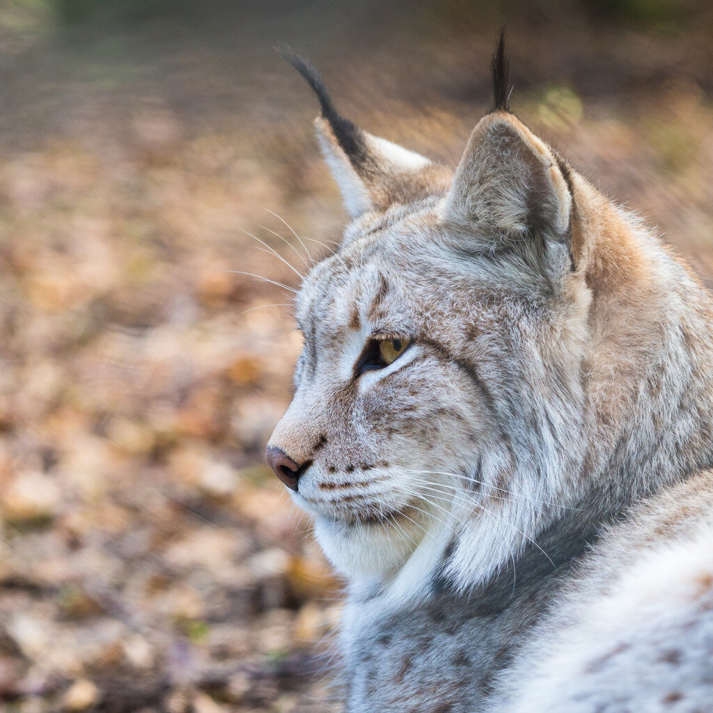Стихи Рысь и охотник. Автор - ANVIP