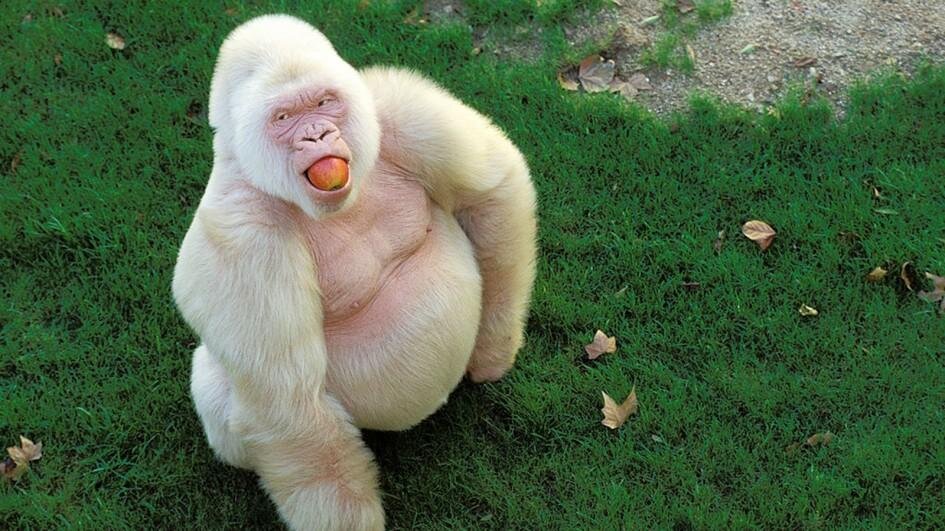 5 Самых Красивых Животных-Альбиносов | Все о всем | Дзен