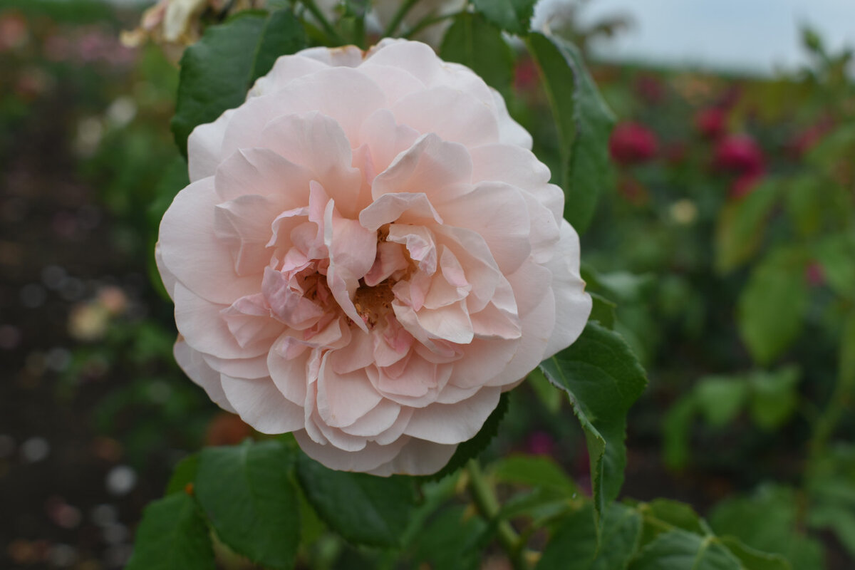 Розе розе сайт отзывы. Роуз де Толбиак.