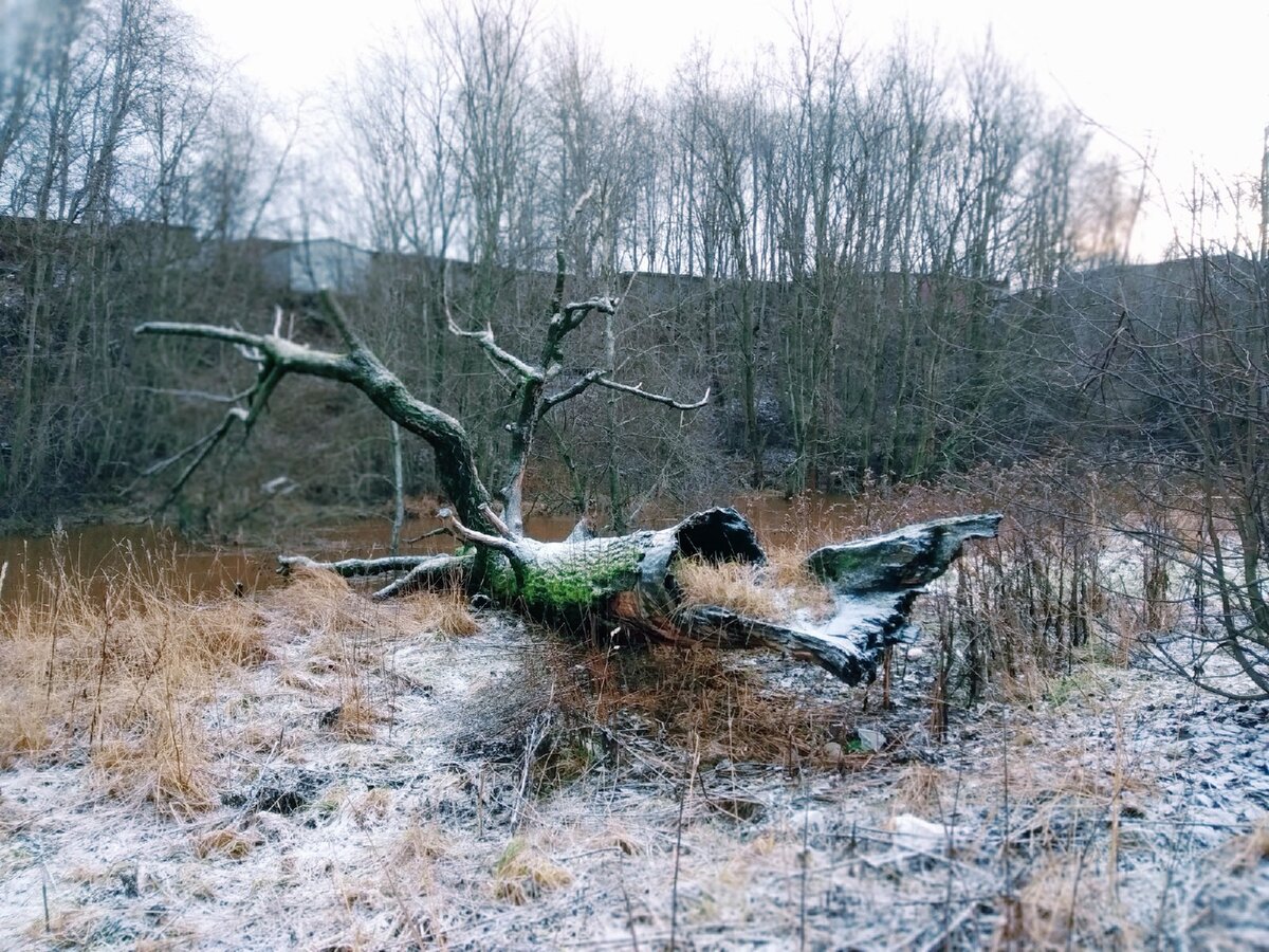 Одна из уничтоженных лип со времен Воронцовых