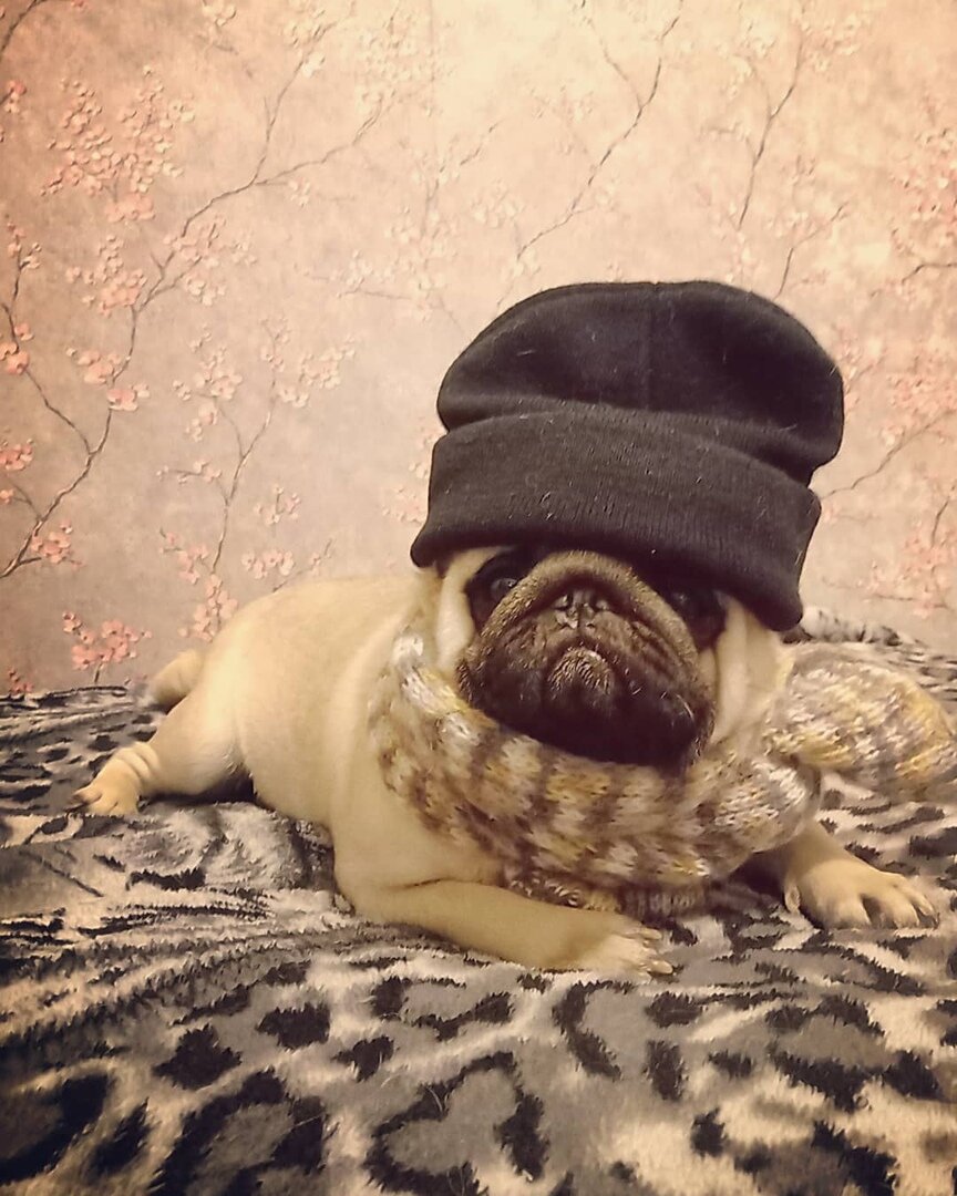              мой милашка