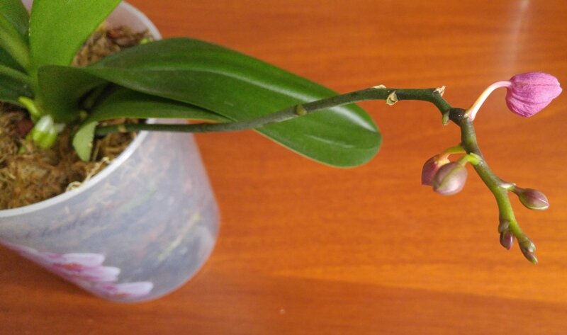 Почему у орхидеи желтеют (осыпаются) бутоны не раскрывшись?