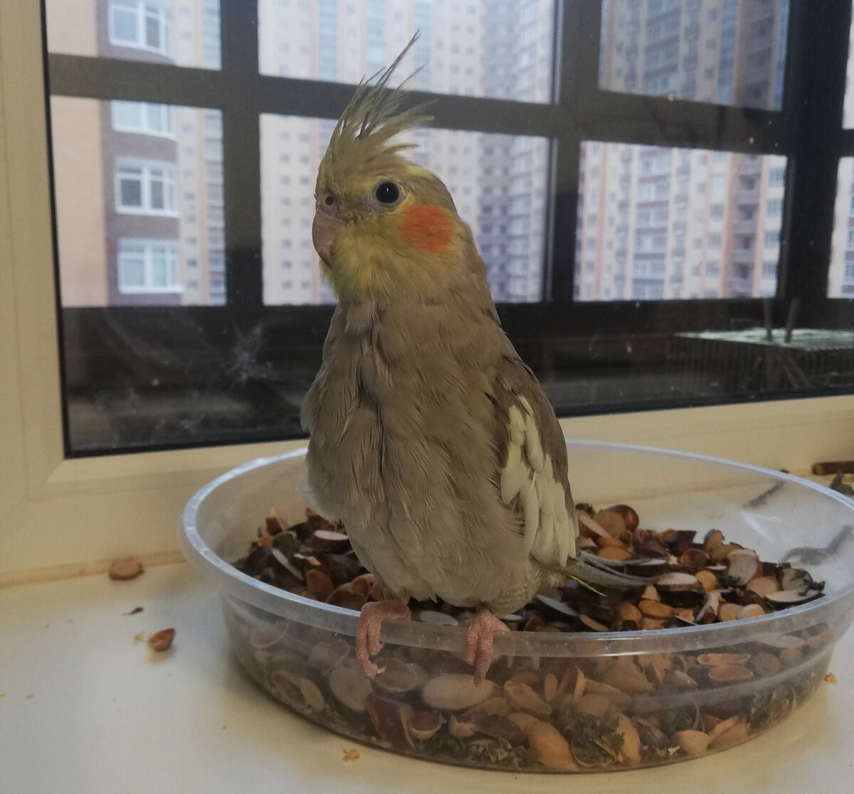 Фото автора от 2.12.2019.