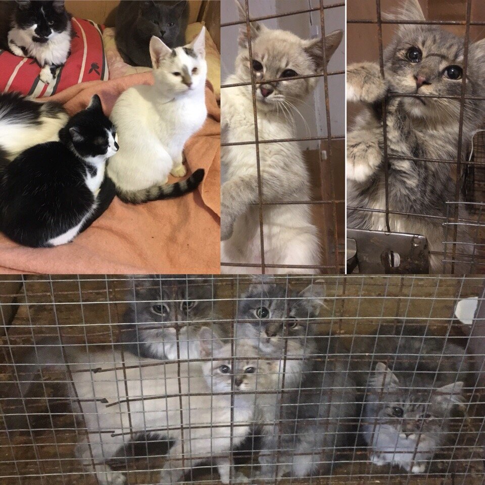 болеющие котики
