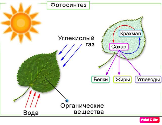 Схема образования углекислого газа