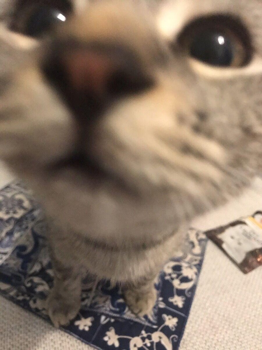 Кот попрошайка