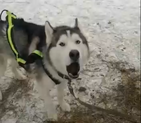 Это Велес уже на месте