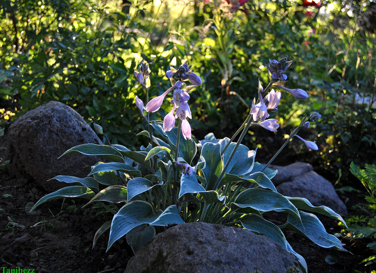 Хоста гибридная "Эль Ниньо" / Hosta hybride "El Nino"