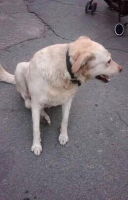 поддержим лайкам и собачку(((()) пусть у нее будет все хорошо.)