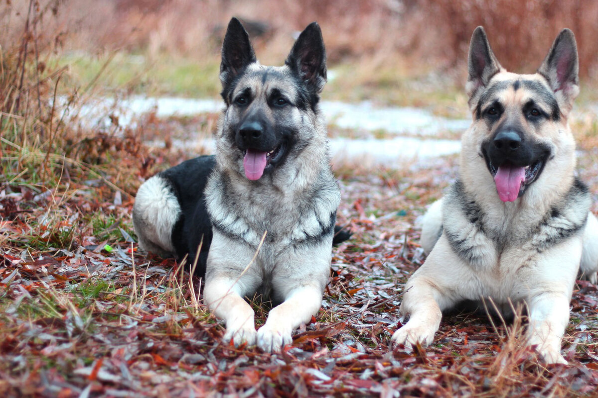 Восточно-европейская