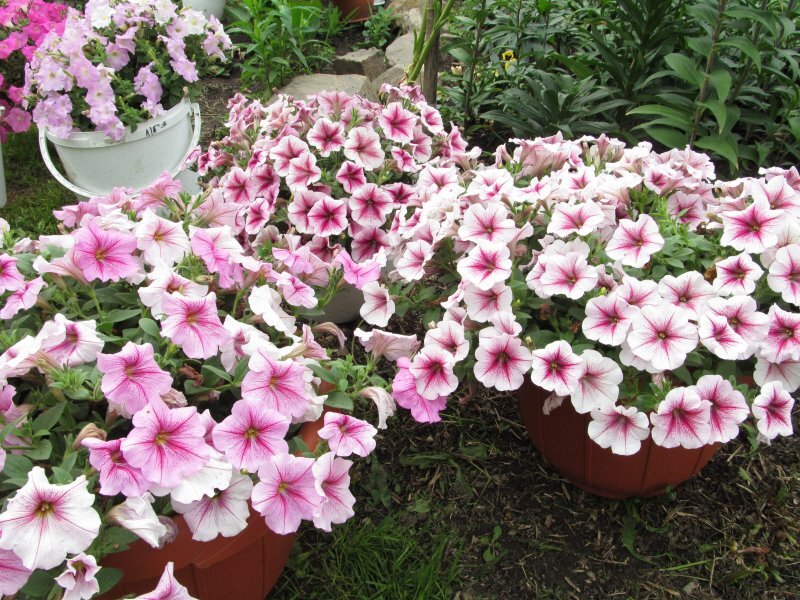 петуния ампельная распберри айс. петуния опера распберри айс. петуния ампельная опера малиновые жилки. опера малиновые жилки. петуния опера малиновые жилки.