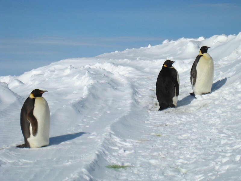 Почему медведи не охотятся на императорских пингвинов. Белый медведь и Пингвин. Белый медведь ест пингвина. Белый медведь и Пингвин в Арктике.