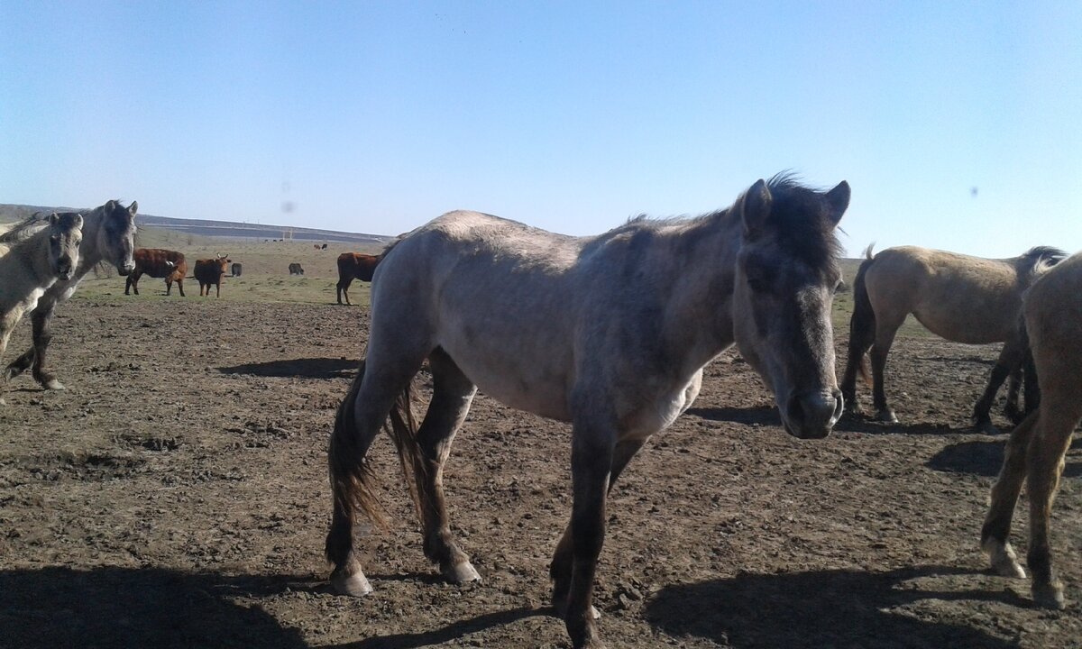 Одна из тарпановидных лошадей в парке, так же видны морды еще двух таких лошадей. Земля здесь всегда такая - здесь сыплют солевую подкормку, потому весной после линьки здесь животные постоянно пасутся. На заднем плане видны калмыцкие коровы. 