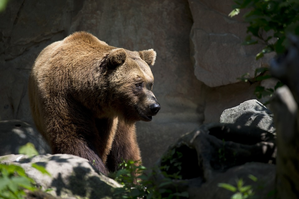 Как на самом деле живут бурые медведи: вся правда о косолапых | Заметки о  животных | Дзен