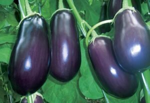 Сорт «Вакула» раннеспелый, дает стабильные урожаи