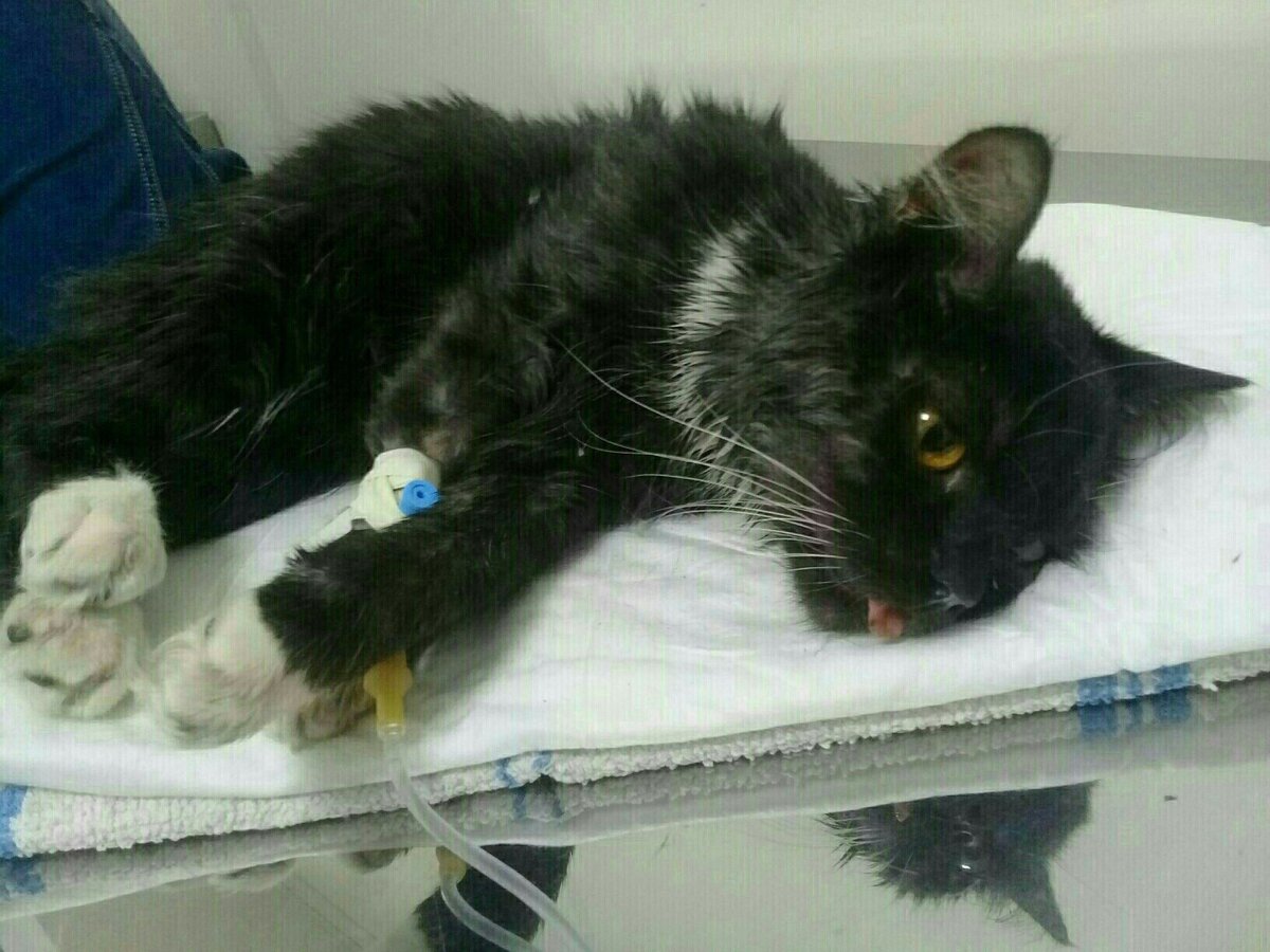 Таким Бориса нашли