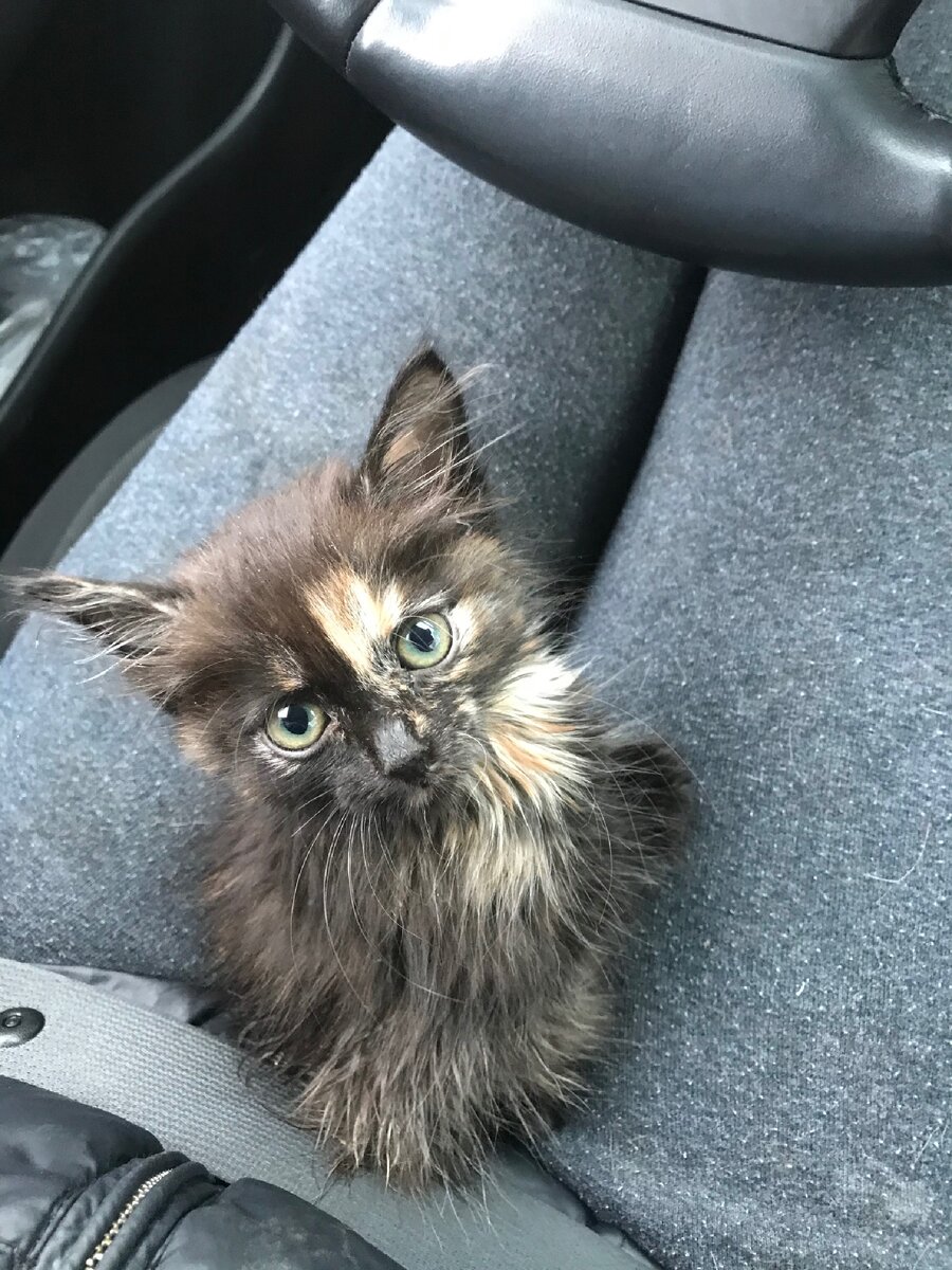 Малышка едет за рулём