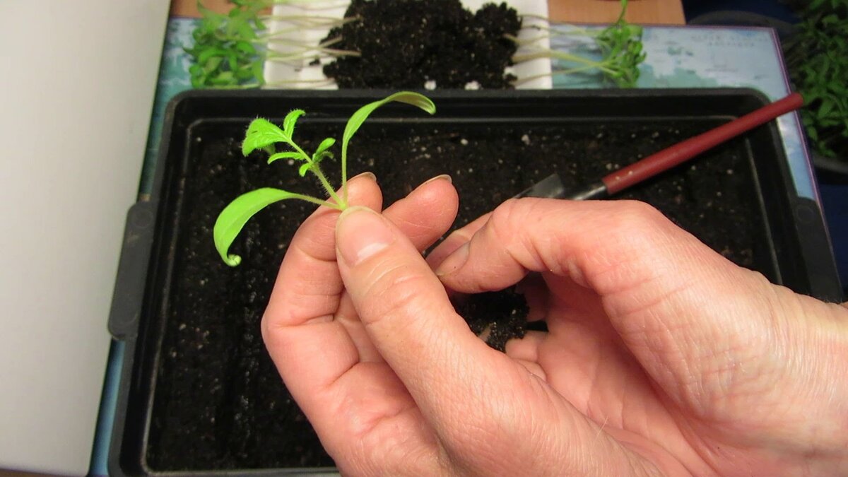 Пикировка томатов - важный этап при выращивании Рассады. Растите рекордные урожаи на зависть соседям без особых хлопот