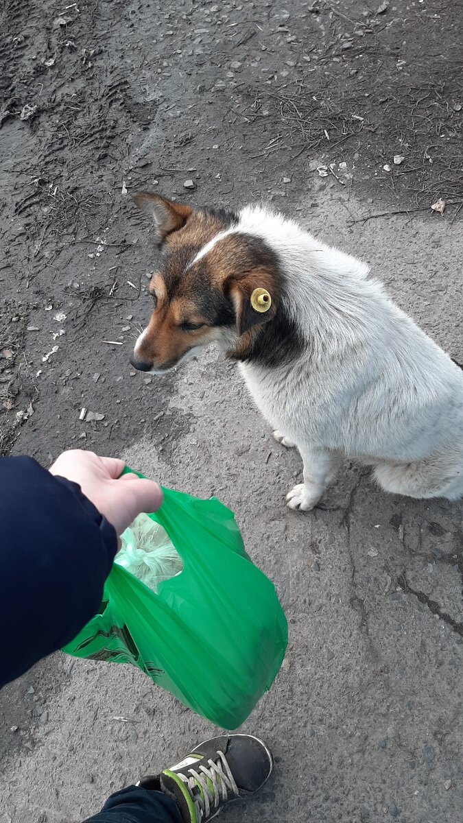 Теперь уже наша Злата... Встретила на улице 