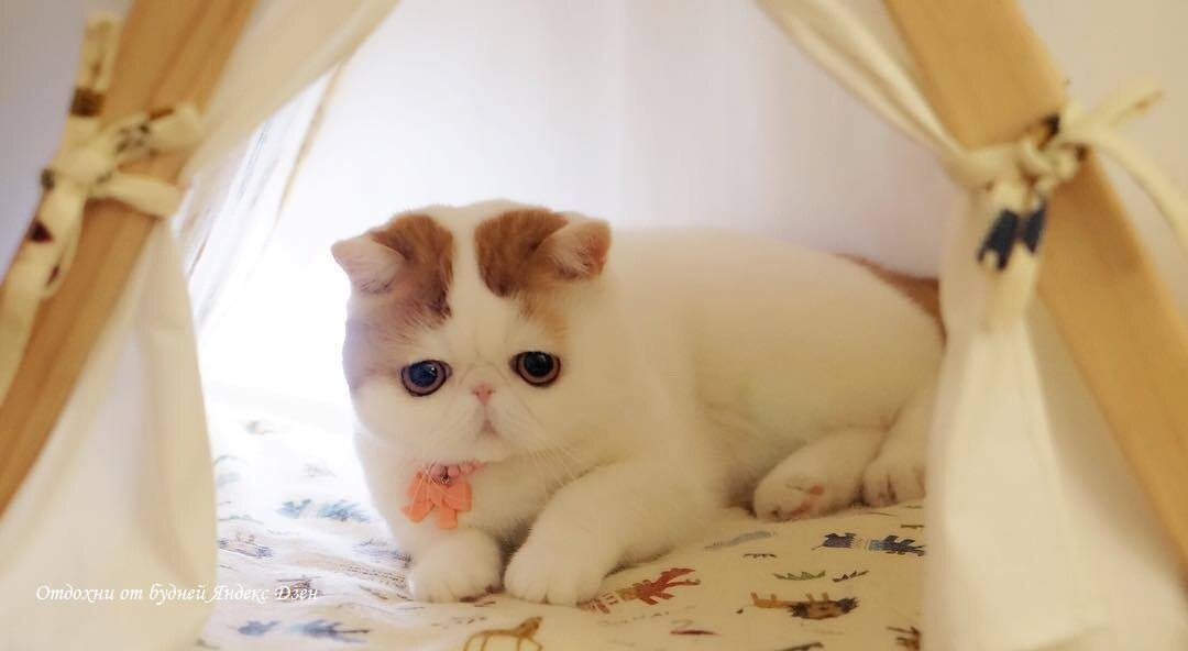 Порода самой милой кошки. Кот породы Снупи. Экзот кошка. Японская кошка экзот. Японский кот Снупи порода.