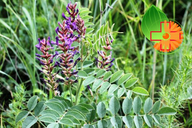 Сололка фото из открытых источников