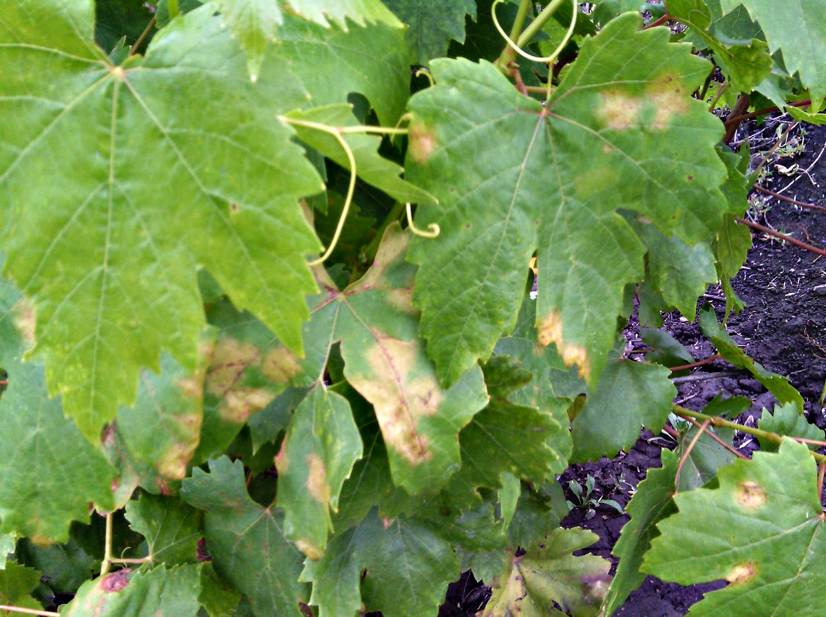 Фото: Вера Саковец