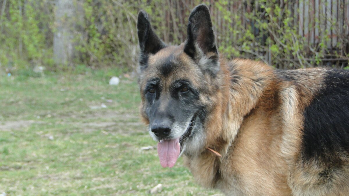 Хассо. Фото автора. 