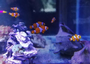 Этот симбиоз рыбы и анемона полезен обоим. Первым он дает защиту, а второму – уход, чистку и проветривание, когда обитатели плавают между щупальцев.